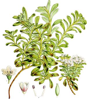 Gentiana cerina-Botany of Antarctica-PL036-0077.jpg