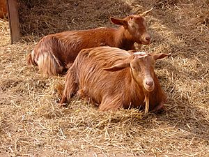 Golden Guernsey goats.jpg
