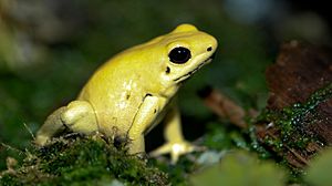 Golden Poison dart frog Phyllobates terribilis