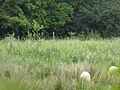 Gypsy Camp Meadows, Thrandeston 1