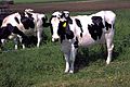Holstein cows large