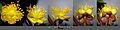 Hypericum androsaemum sl39