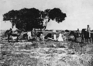 Image of the Investigator tree on Sweers Island in 1871f