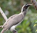 Indian Grey Hornbill I2 IMG 9029