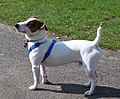 Jack Russell Terrier in Park