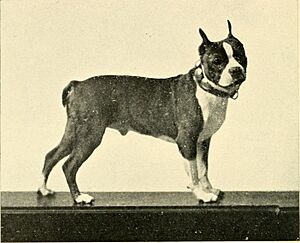 Kennel secrets - how to breed, exhibit, and mannage dogs (1904) (14770140701)