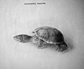 Kinosternon odoratum bw