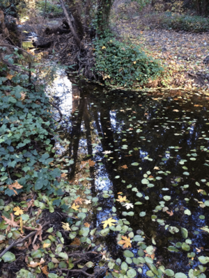La Honda Creek November 2015