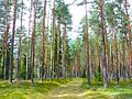 Latvian Forest Tomes pagasts, Ķeguma novads, Latvia