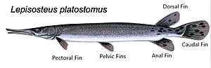 Lepisosteus platostomus - fins