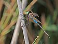 Lesser emperor (Anax parthenope) male