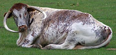 Longhorn cow in the grass