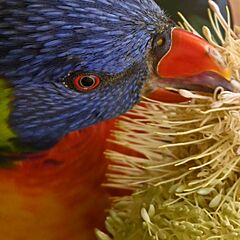 Lorikeet closeup