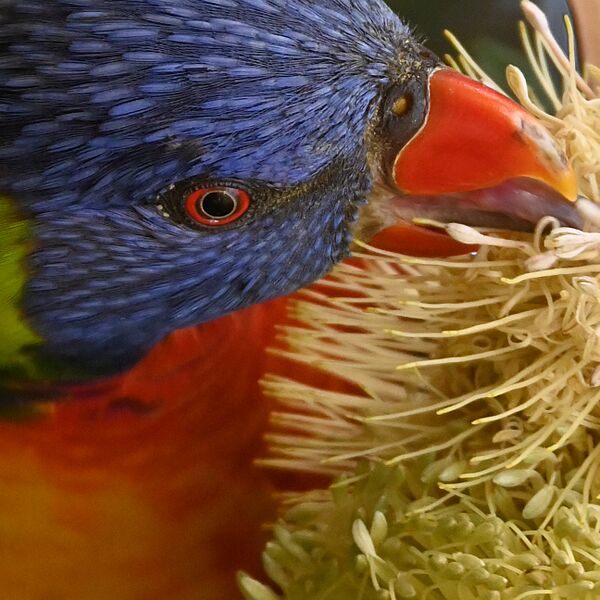 Lorikeet closeup