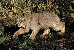Lynx-canadensis