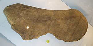 Magyarosaurus sp - scapula