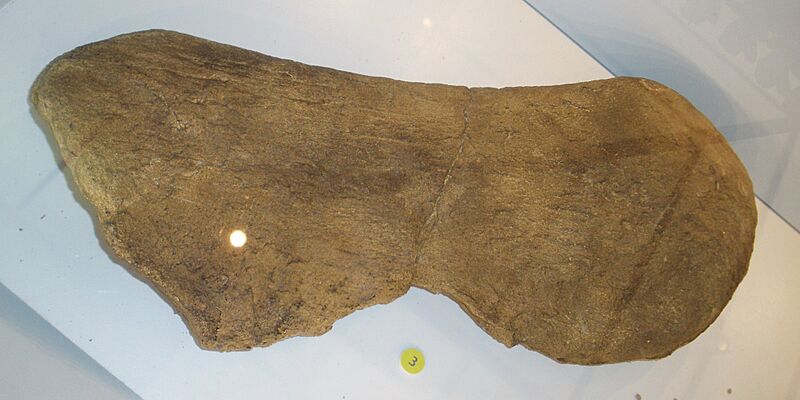Magyarosaurus sp - scapula