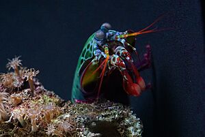 Mantis Shrimp at the National Aquarium (Baltimore) - July 2017
