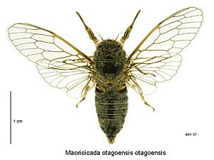Maoricicada otagoensis otagoensis male.jpg