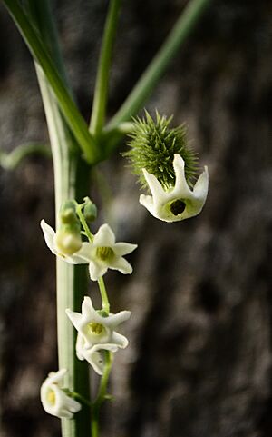 Marah horridus 2