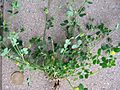 Medicago lupulina