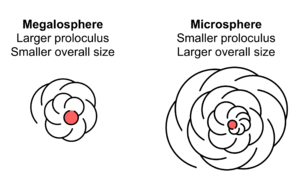 Megalosphere and Microsphere