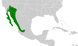 Melanerpes uropygialis map.svg