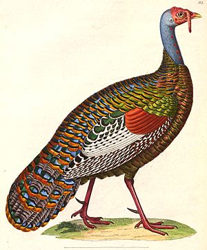 Meleagris ocellata 1838