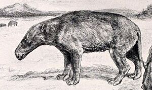 Mesatirhinus cropped