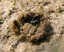 Micippa platipes, sur le dos