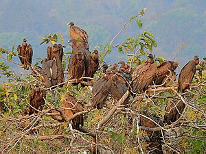 Mixed flock of White-rumped vulture (Gyps bengalensis) & Indian vulture (Gyps indicus) Photograph by Shantanu Kuveskar