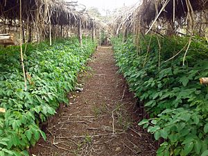 Moringa stenopetala nursery in Gurage Zone, Ethiopia