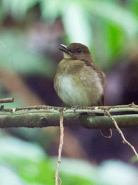 Negros Jungle Flycatcher