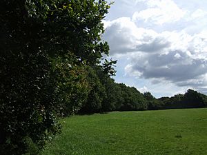 Oak trees in the Rough Wood Local Nature Reserve - geograph.org.uk - 508134