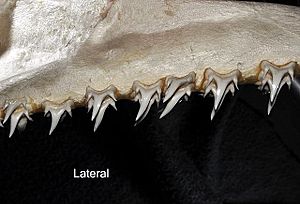 Odontaspis noronhai lateral teeth