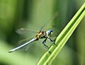 Orthetrum abbotti 007672-2