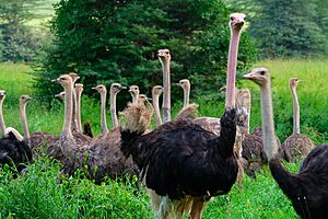 Ostrich group nairobi