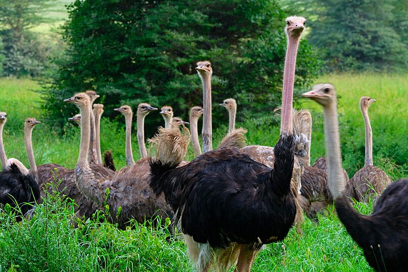 Ostrich group nairobi