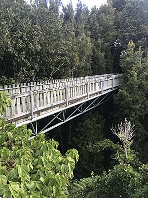 Otari-Wilton's bush canopy walkway