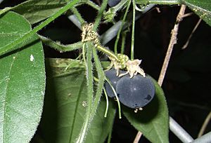 Passiflora suberosa (fruit).jpg