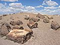Petrified Forest National Park Wood