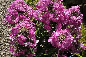 Phlox on a patio