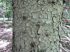 Picea glauca-bark
