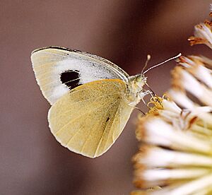 Pieris.cheiranthi.01.(Zorn)