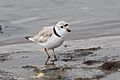 Piping plover, first of season, strongs neck (33023126013)