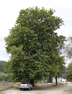 Platanus orientalis tree, Thasos