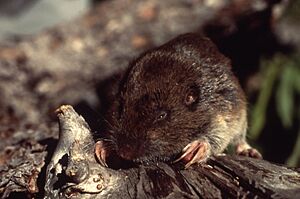 Pocket gopher