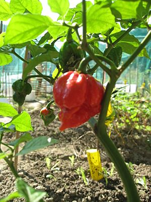 Pots of Trinidad Scorpion