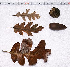 Quercus lobata size
