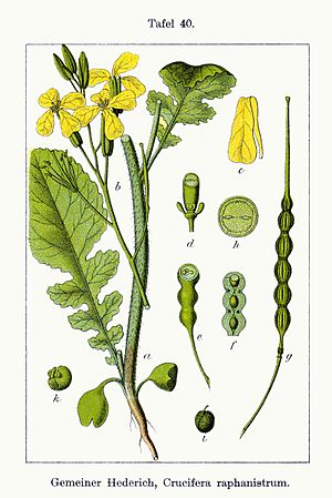 Raphanus raphanistrum - Deutschlands flora in abbildungen nach der natur - vol. 6 - t. 40 - clean.jpg